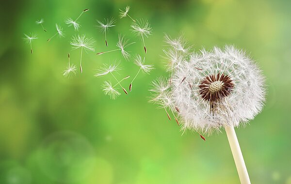 Pusteblume im Grünen