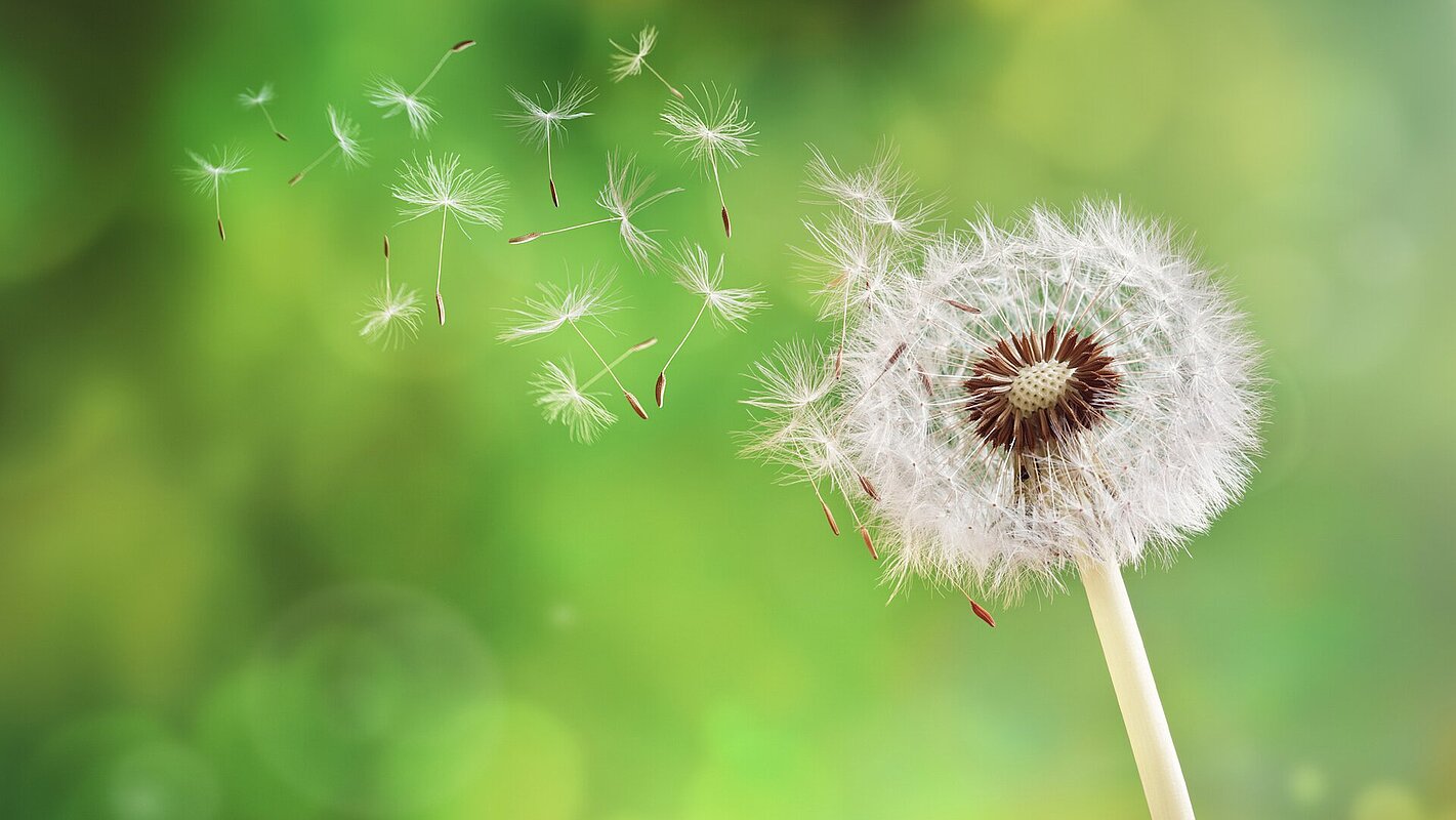 Pusteblume im Grünen