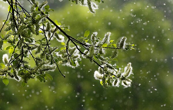 Pollen im Freien - Allergie